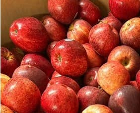 Apple - Royal Gala