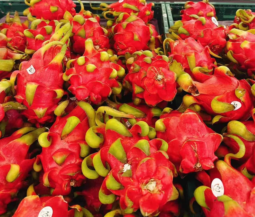 Dragon fruit - red